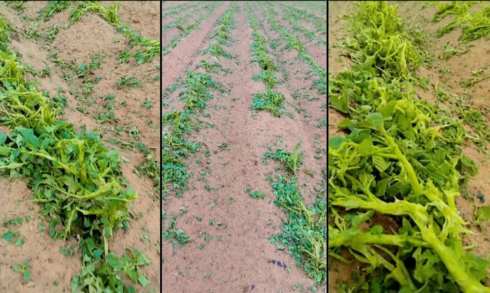 �����: ������� ������� ���� ����� ������� ��������